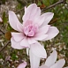 Магнолия звёздчатая 'Розеа'