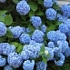 Гортензия крупнолистная 'Эндлесс Саммер блю'