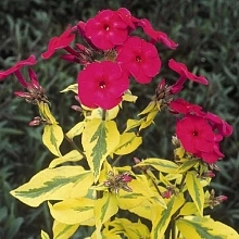 Флокс метельчатый 'Голдмайн'