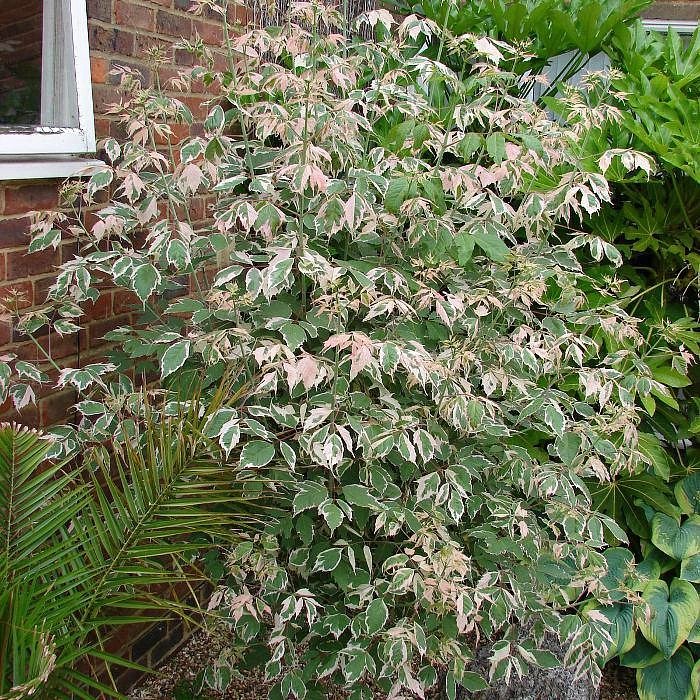 Клен ясенелистный 'Фламинго'