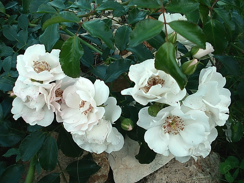 Роза 'Айс Мейландекор' (почвопокровная, шраб)