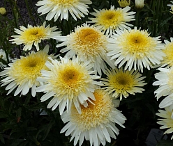 Нивяник 'Риал Глори'