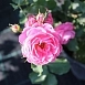 Роза 'Моин Моин' (флорибунда) (розовая)