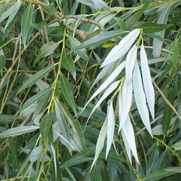 Ива гибридная (белая) 'Свердловская блестящая'