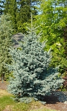 Ель сизая (канадская, белая)