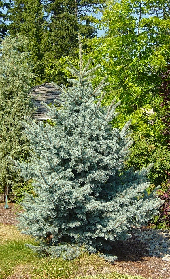 Ель сизая (канадская, белая)