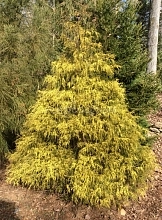 Кипарисовик горохоплодный 'Полс Голд'