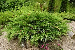 Микробиота перекрестнопарная 'Лукас'