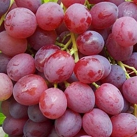 Виноград 'Кишмиш лучистый' (розовый)