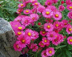 Астра новоанглийская 'Септемберубин' (пурпурно-красная)