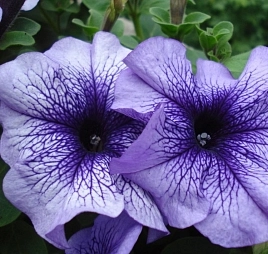 Петуния (сурфиния) гибридная 'Тритуния Блю Вейнд' (сиреневая с прожилками)