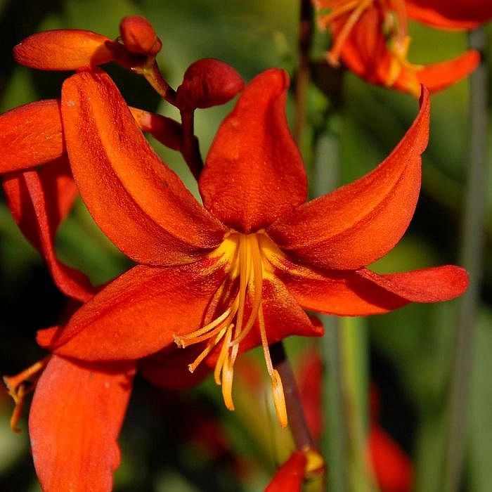 Крокосмия Вавилон