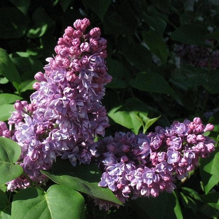 Сирень обыкновенная 'Миссис Эдвард Хардинг' (лилово - розовая)