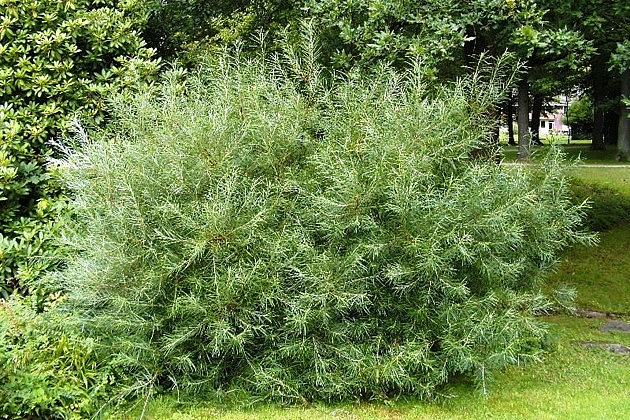 Ива розмаринолистная