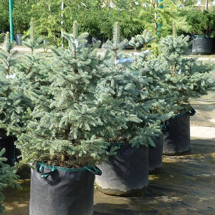 Ель колючая 'Глаука' Ель колючая 'Глаука'