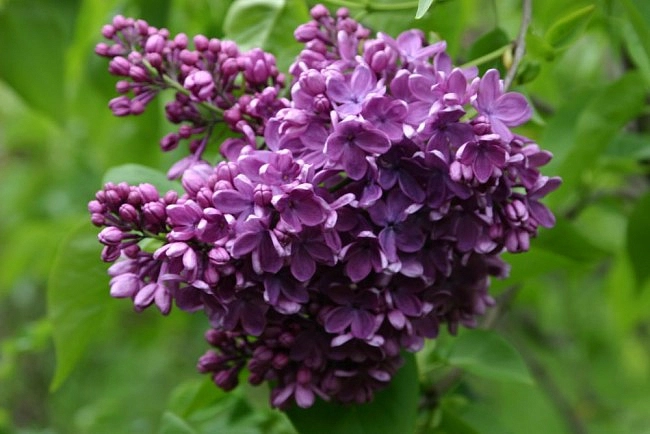 Сирень обыкновенная 'Жильбер' (фиолетовая)