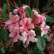Рододендрон желтый (азалия) 'Пинк энд Свит' (розовый)