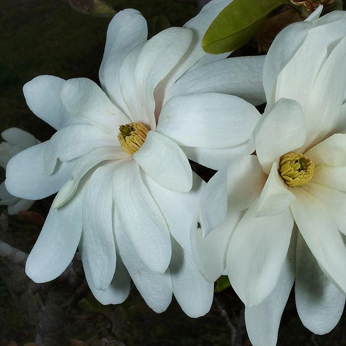 Магнолия звёздчатая 'Роял Стар'