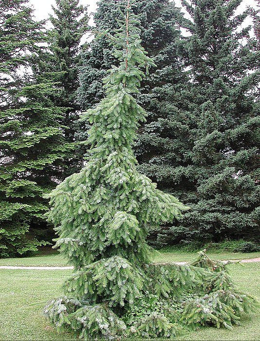 Ель сербская Пендула (Pendula)