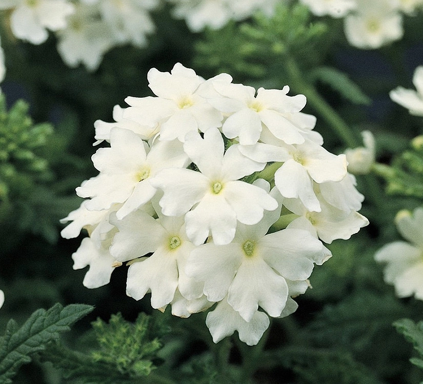 Вербена гибридная компактная 'Кварц Уайт.' (белая)