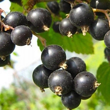 Смородина черная 'Дар Смольяниновой'