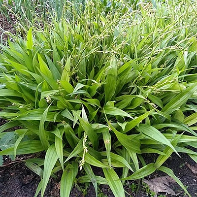 Осока ржавопятнистая