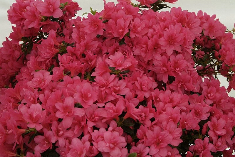 Рододендрон гибридный 'Гислинде' (карминно-розовый)