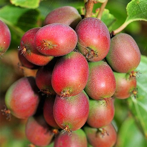 Актинидия Аргута 'Ананасная'