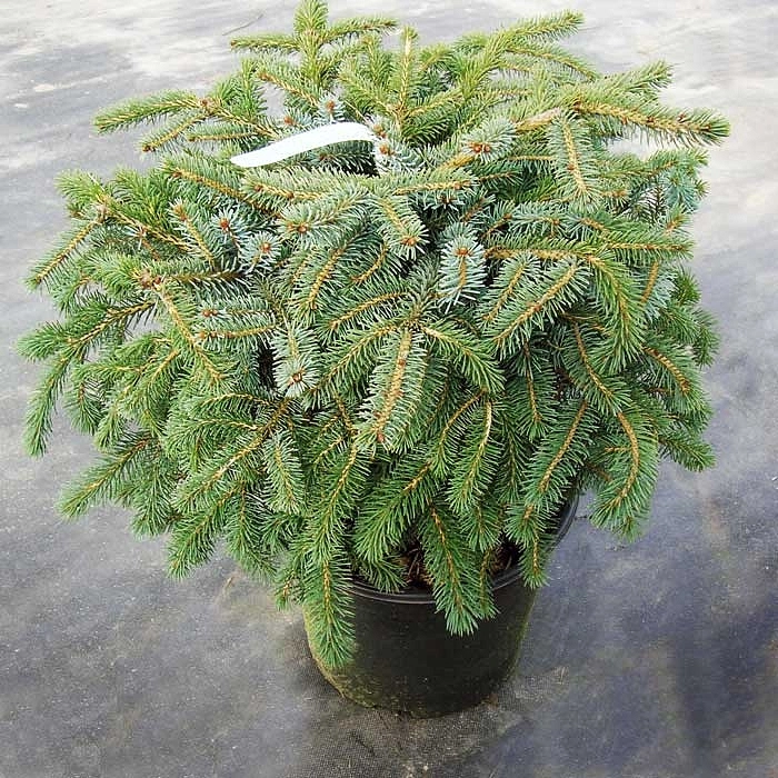 Ель Лутца 'Мачала'