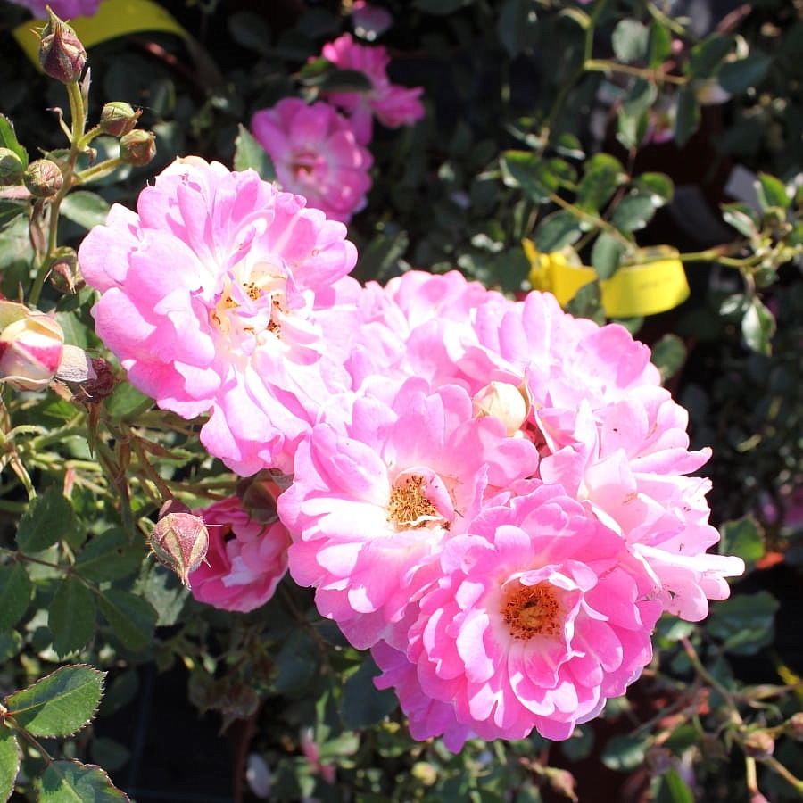 Роза 'Флирт 2011' (миниатюрная) (розовая)