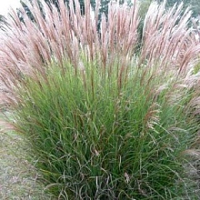 Мискантус китайский