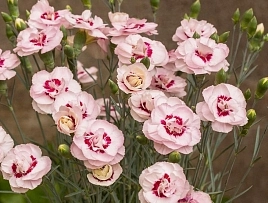 Гвоздика перистая 'Ангел оф Вирту' (розовая)