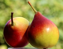 Груша 'Россошанская красивая'