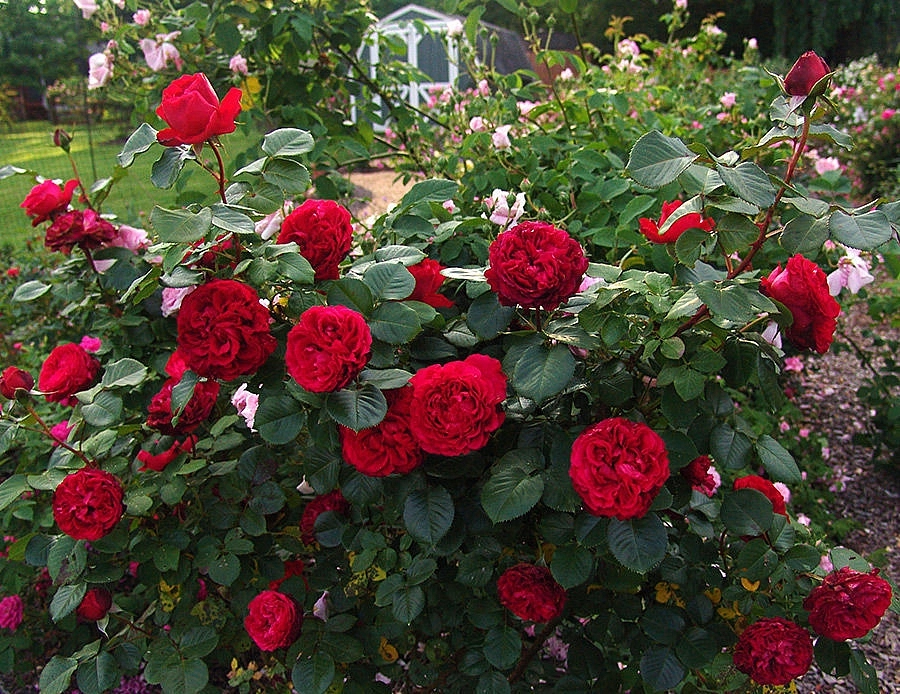 Роза 'Травиата' (чайно-гибридная) (вишневый)