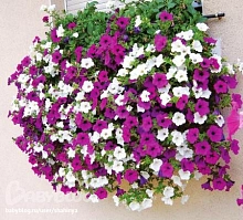 Петуния (cурфиния) ампельная (кашпо)