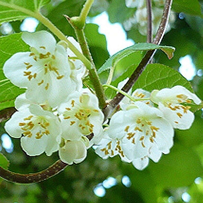 Актинидия мужская