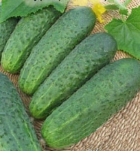 Огурец 'Штабс-капитан'