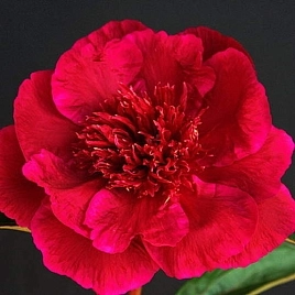 Пион молочноцветковый 'Хари-Ай-Нин' (красный)