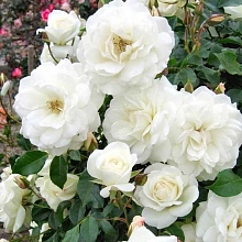 Роза 'Айсберг' (флорибунда) (белая)