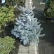 Ель колючая 'Блу Даймонд'