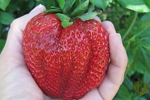 Земляника (клубника) 'Кисс Неллис'