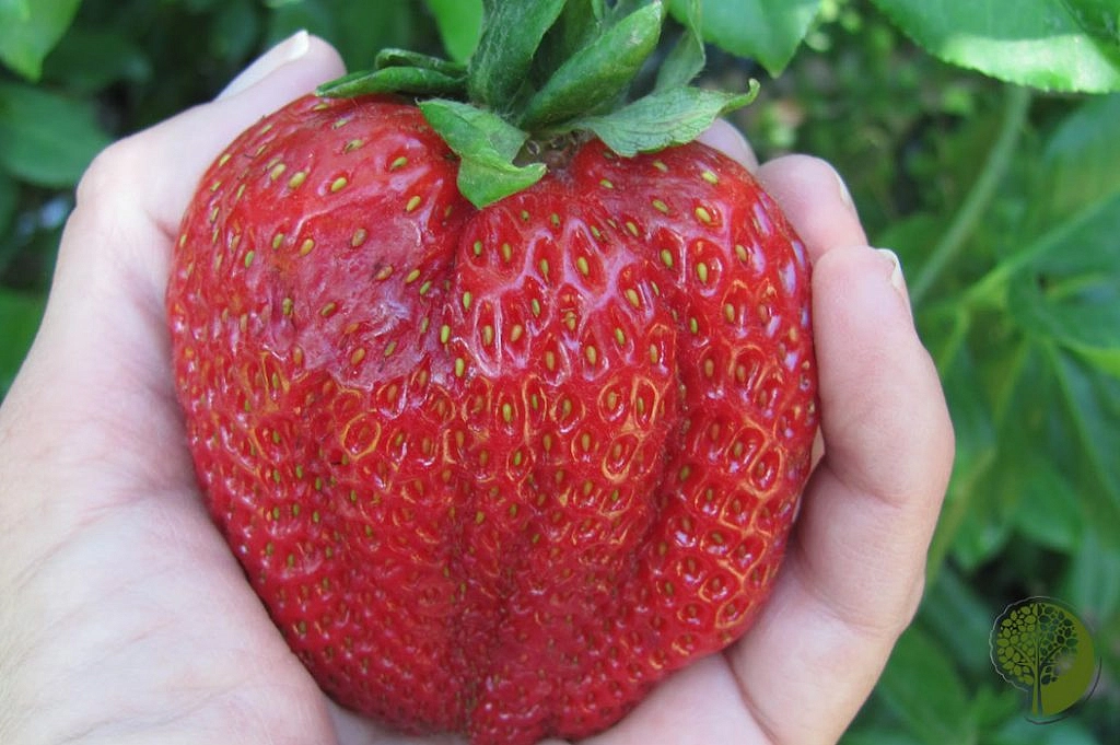 Земляника (клубника) 'Кисс Неллис'