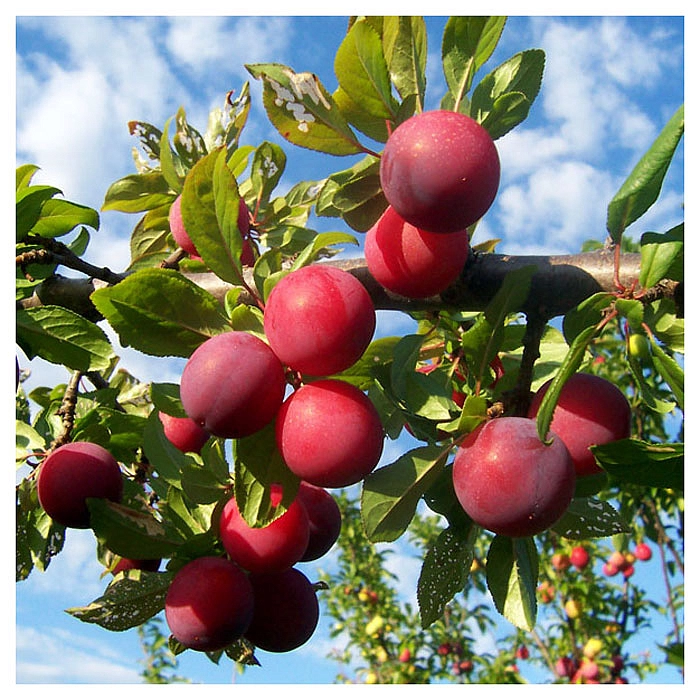 Слива домашняя 'Рейн Клауди де-Алтан'