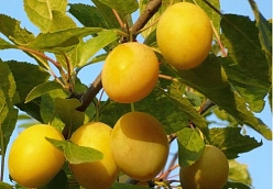 Слива 'Наташа'