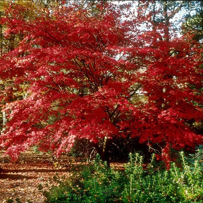 Клён дланевидный Атропурпуреум
