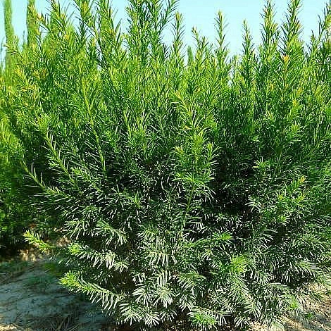 Тис средний 'Гроенланд'