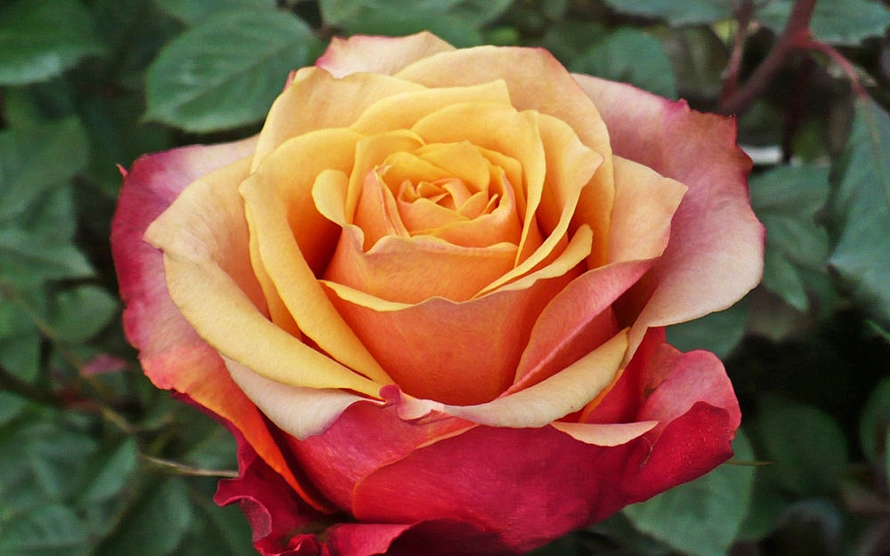 Роза 'Черри Бренди' (чайно-гибридная)(оранжево -красная)