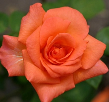 Роза 'Супер Стар' (чайно-гибридная)