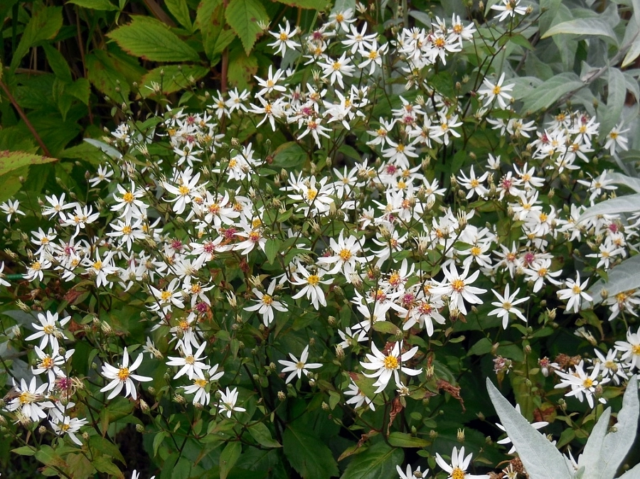 Астра растопыренная 'Бет Шатто' (белая) Астра растопыренная 'Бет Шатто' (белая)