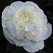 Пион молочноцветковый 'Мари Лемуан' (белый)